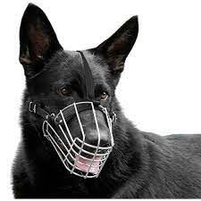 download – 2026-04-01T203659.738