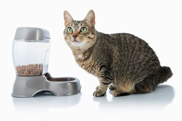 automatic-cat-feeder-moline-il