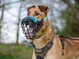 download – 2026-03-07T185832.043