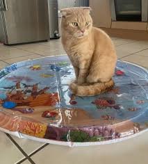 download – 2026-03-10T190939.254