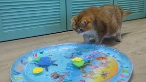 download – 2026-03-10T191008.037